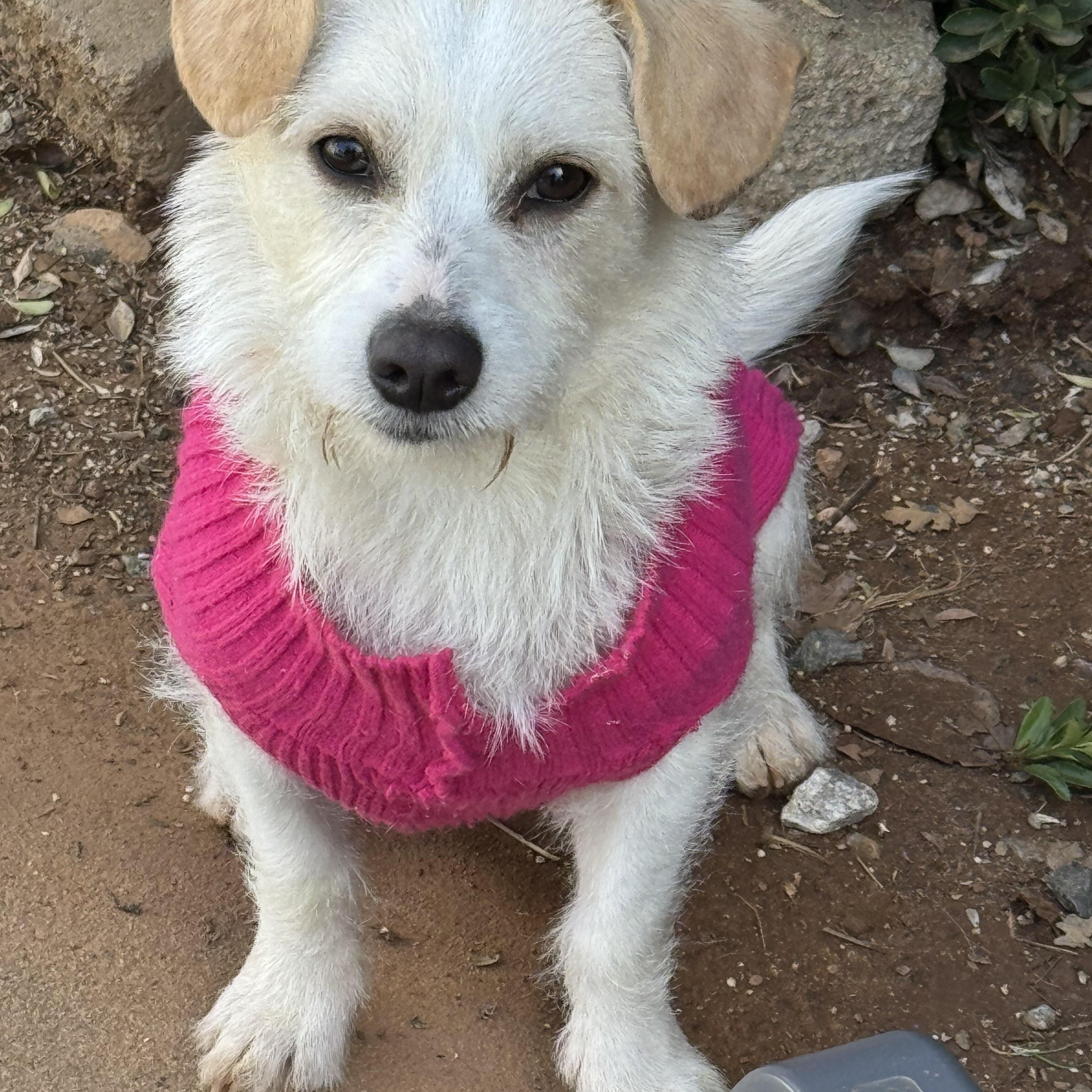 Enlarge Riesling, an adopted mixed breed in Columbia, CA image 1/6