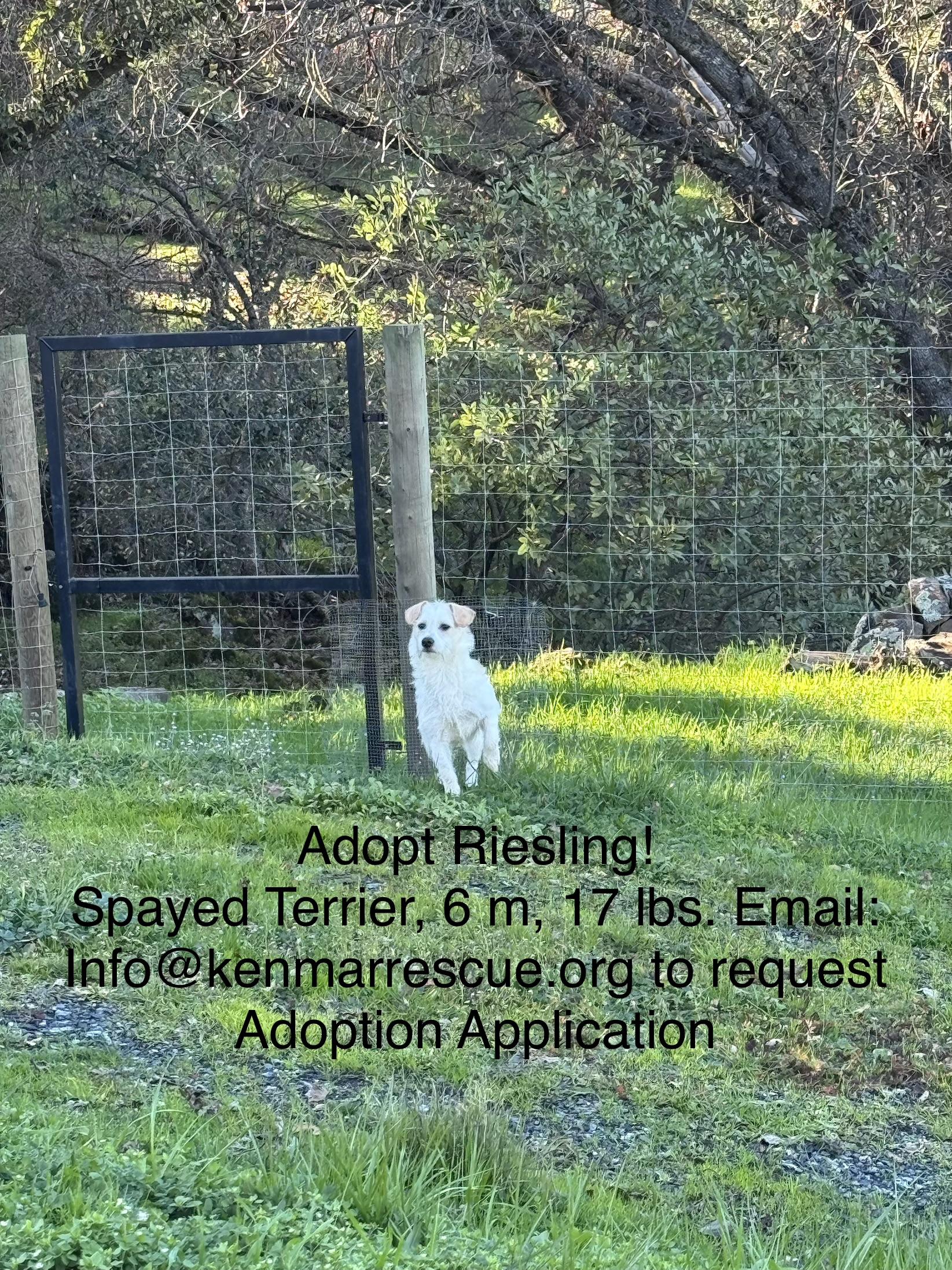 Enlarge Riesling, a ADOPTABLE mixed breed in Columbia, CA image 3/6