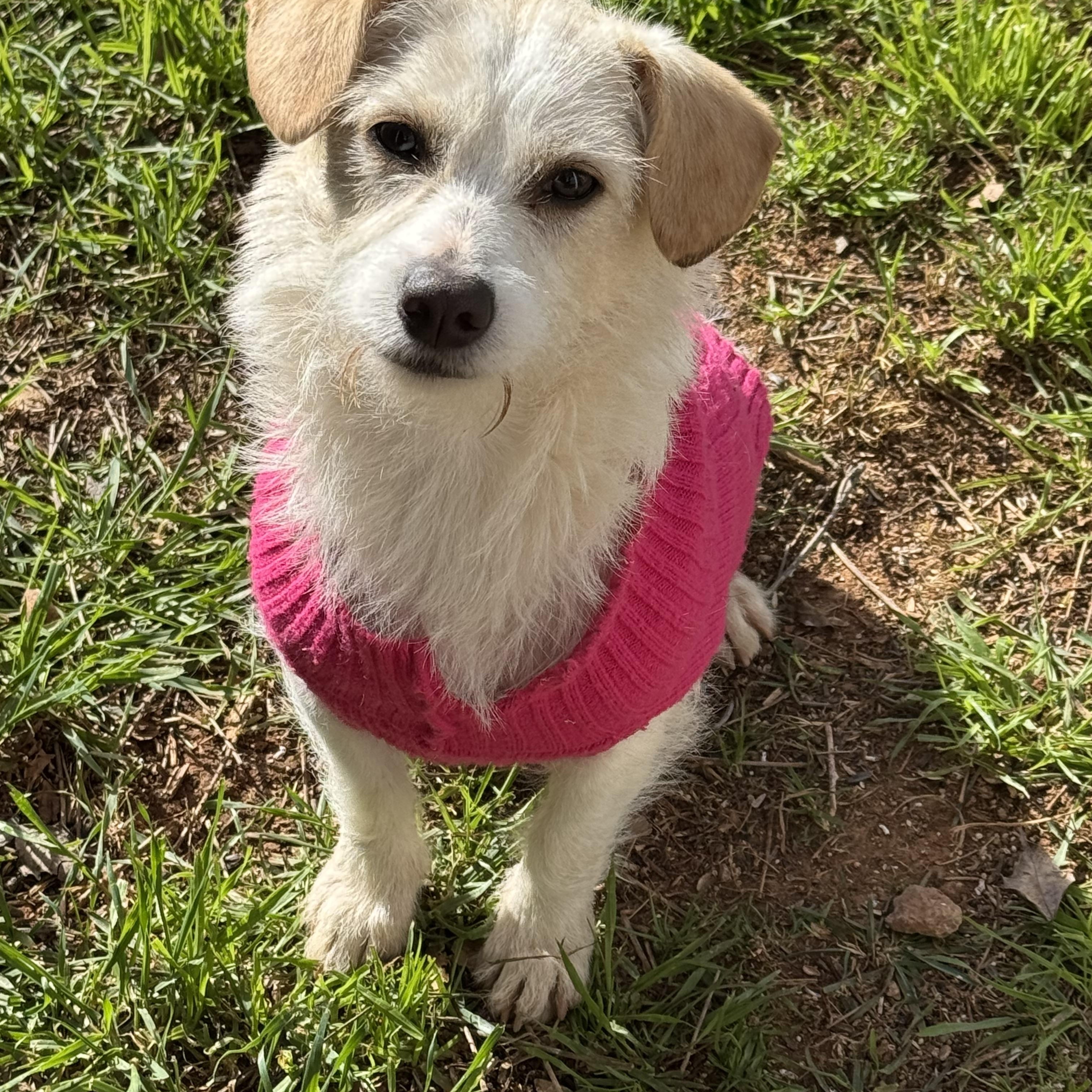 Enlarge Riesling, an adopted mixed breed in Columbia, CA image 3/6