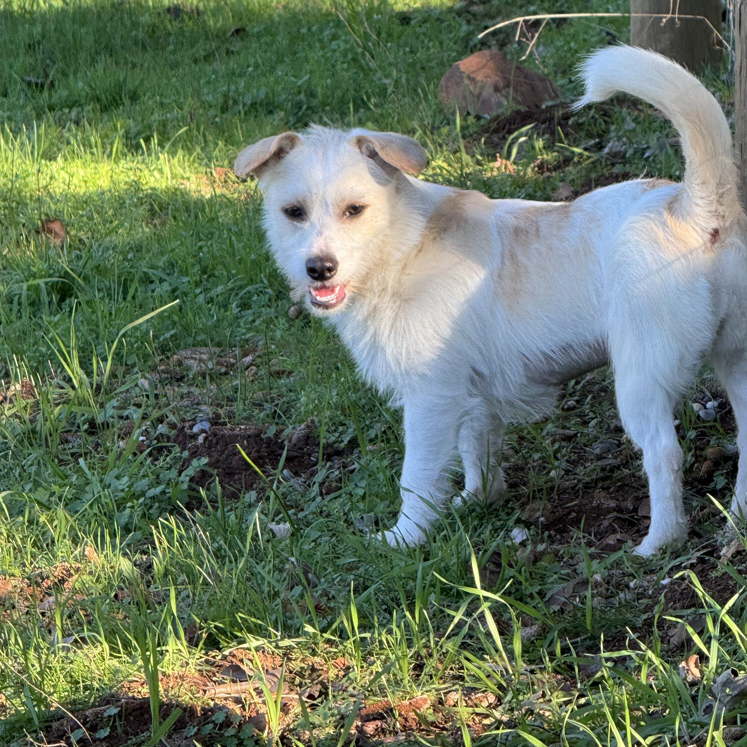 Riesling, ADOPTABLE, Young Female Jack Russell Terrier & Norwich Terrier.