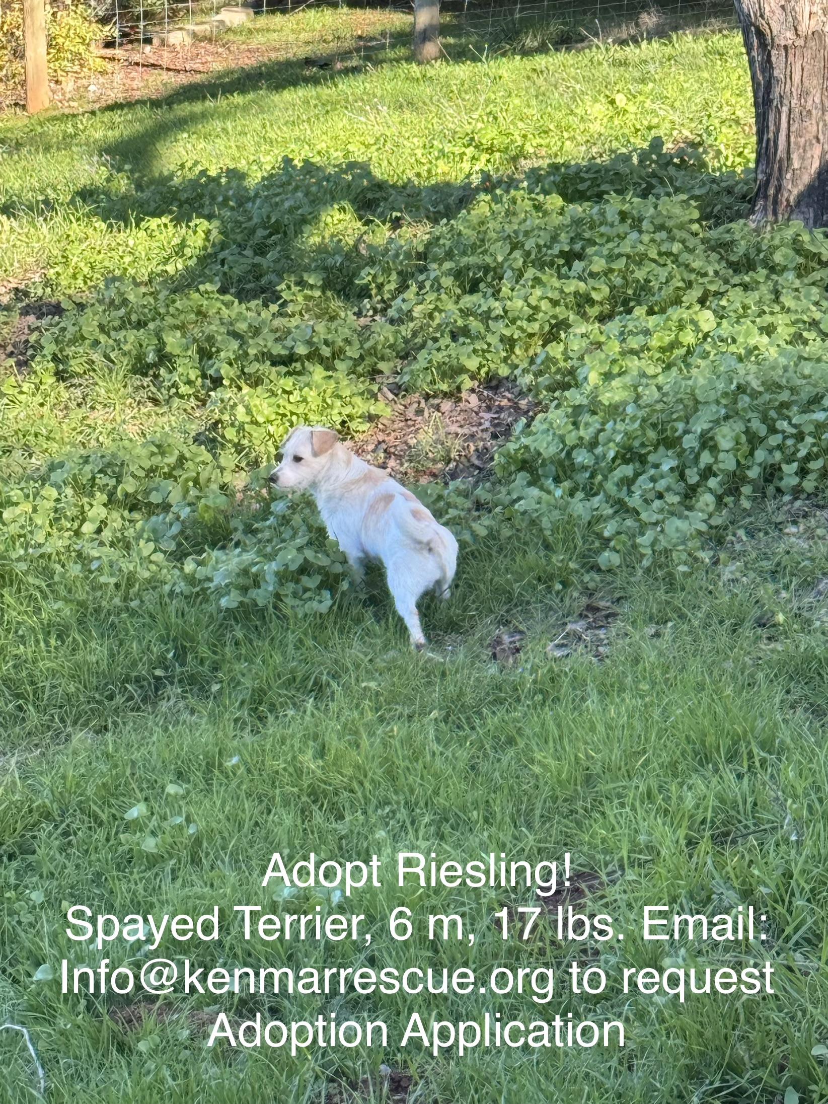 Enlarge Riesling, a ADOPTABLE mixed breed in Columbia, CA image 4/6