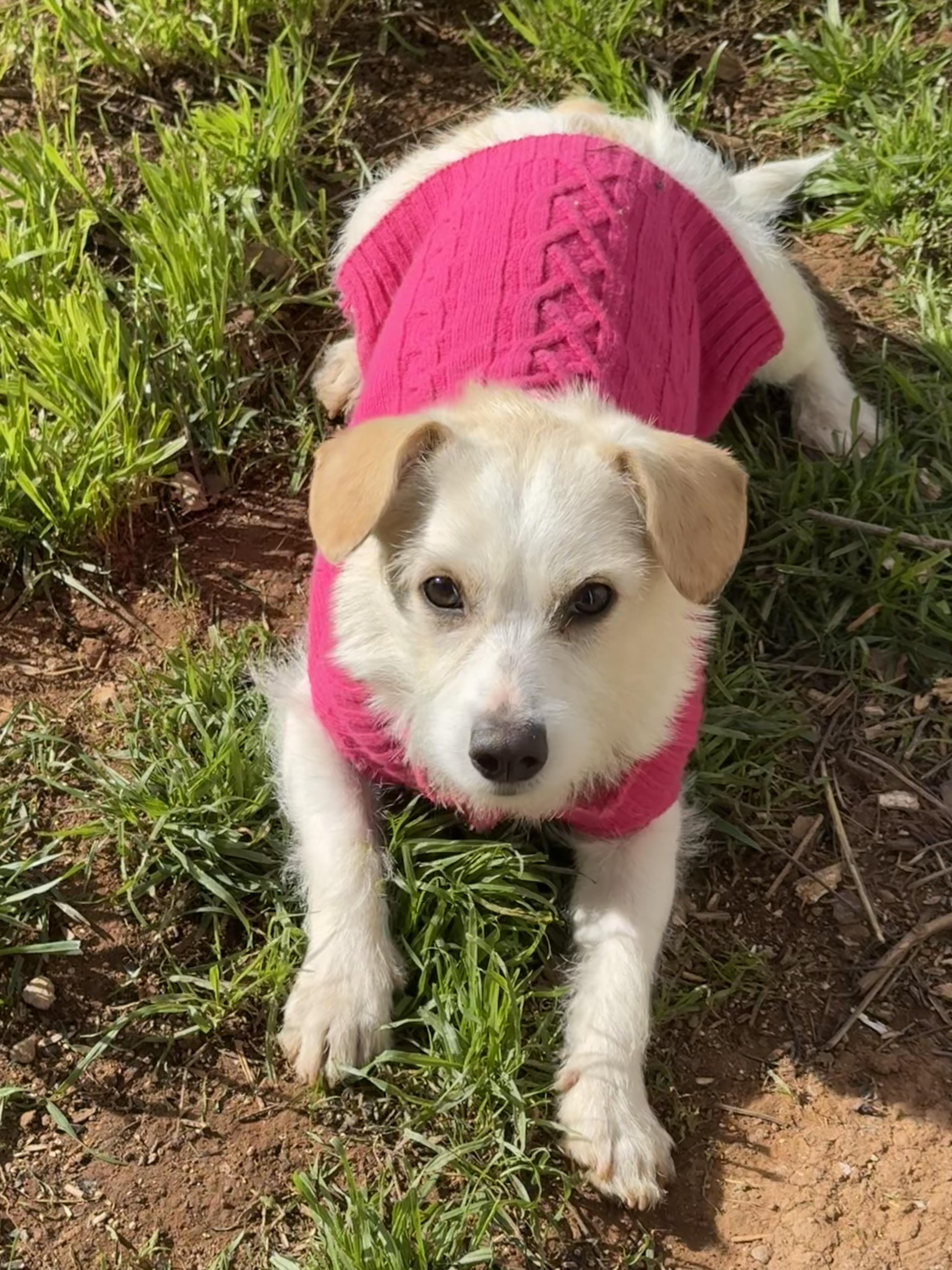 Riesling thumbnail 6