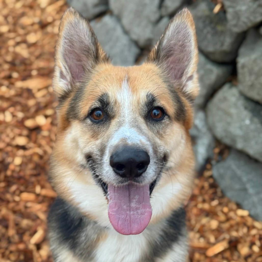 Ilya, Adoptable, Adult Male German Shepherd Dog.