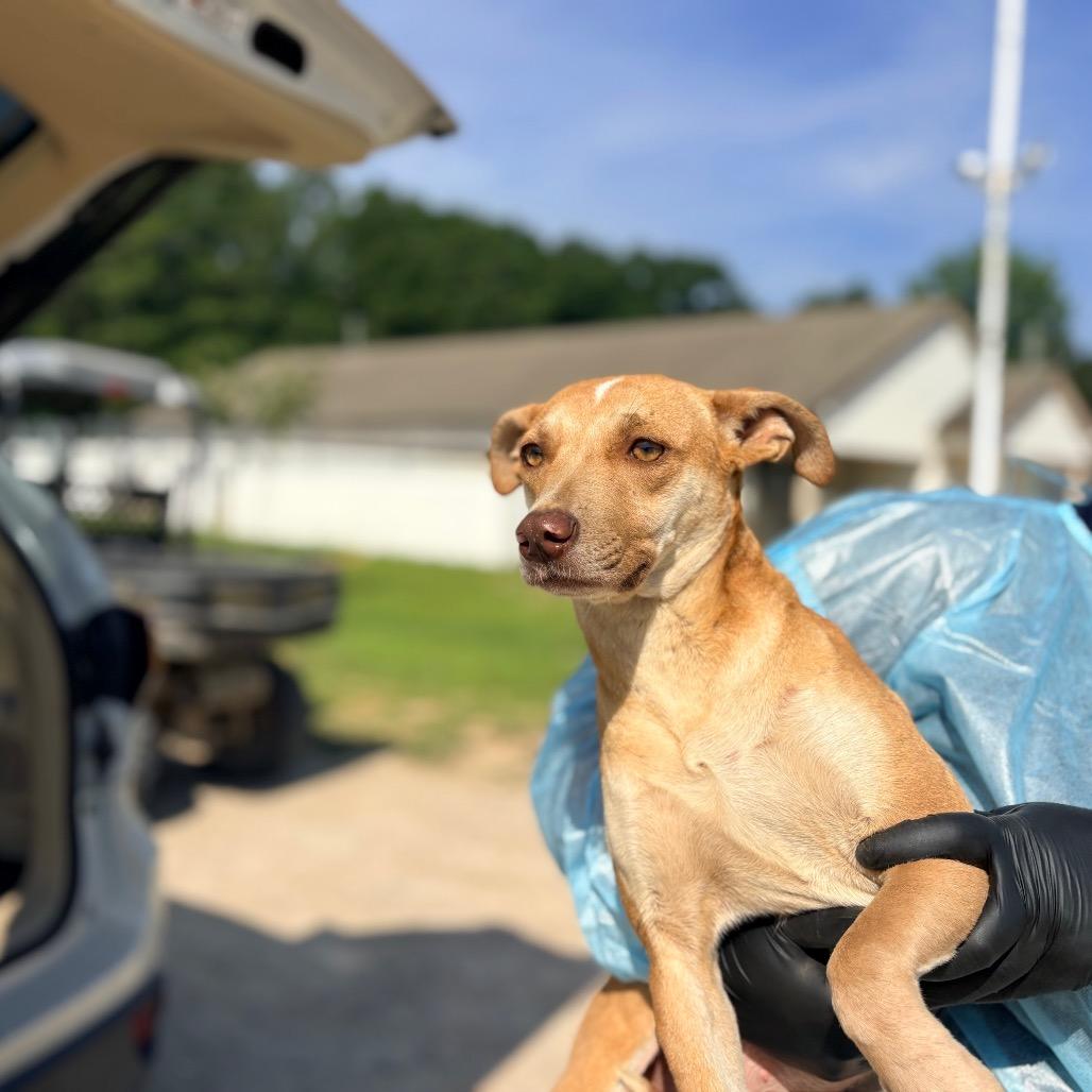 BERKLEY 5535, Adoptable, Adult Female Mixed Breed & None.