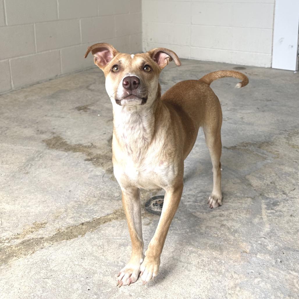Enlarge BERKLEY 5535, a Adoptable Mixed Breed in LOXAHATCHEE, FL image 2/2