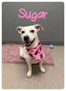 Sugar, Adopted, Adult Female Mixed Breed.