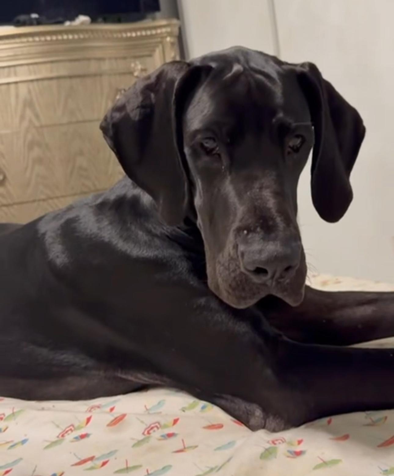 Perfect dog, Perfect Dane!!