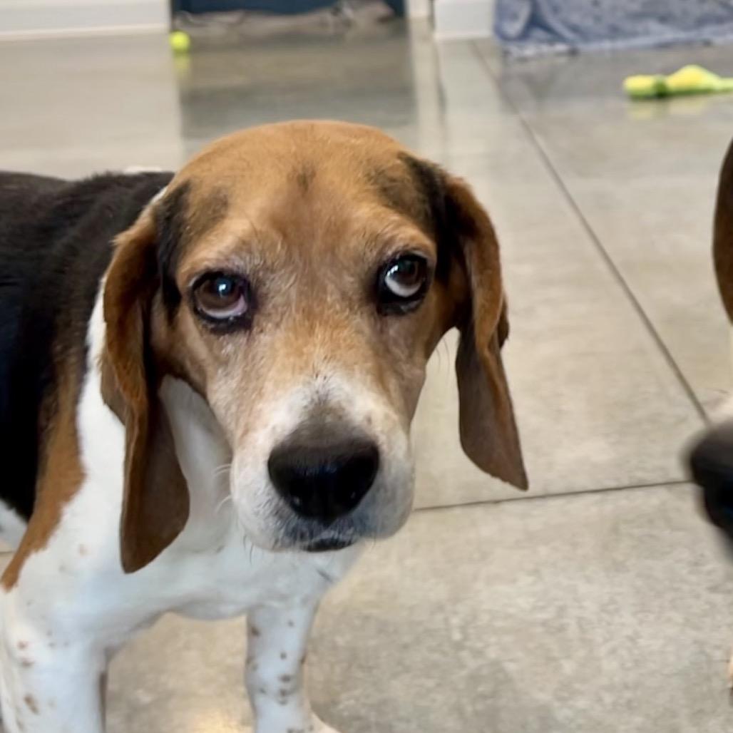 Finkle (bonded with Einhorn)