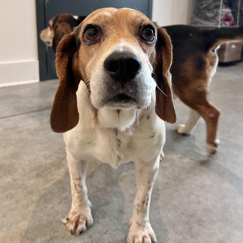 Enlarge Finkle (bonded with Einhorn), a Adoptable mixed breed in Chicago, IL image 2/6