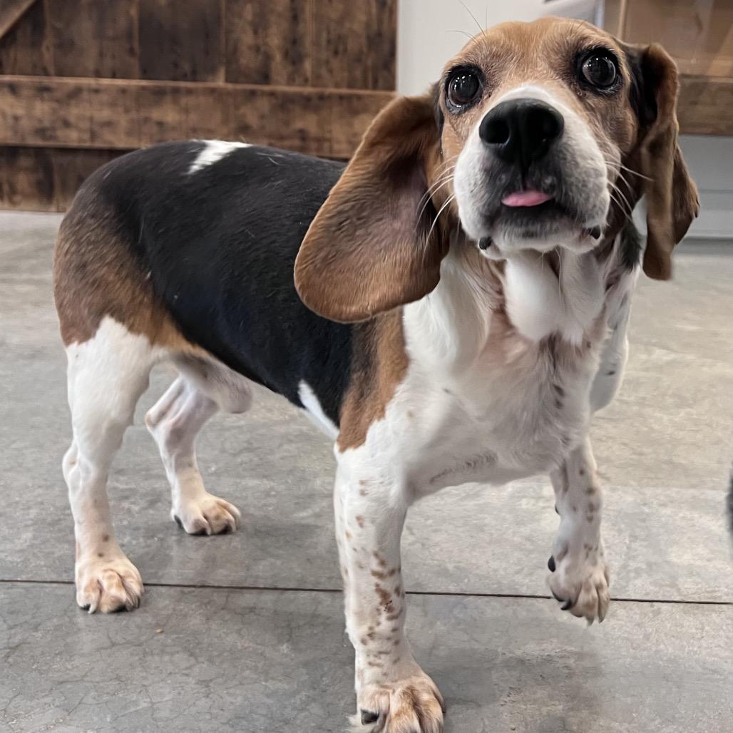 Enlarge Finkle (bonded with Einhorn), a Adoptable mixed breed in Chicago, IL image 3/6