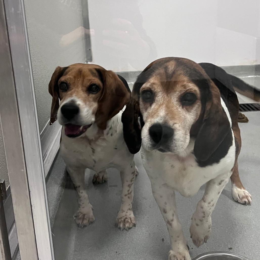 Enlarge Finkle (bonded with Einhorn), a Adoptable mixed breed in Chicago, IL image 4/6