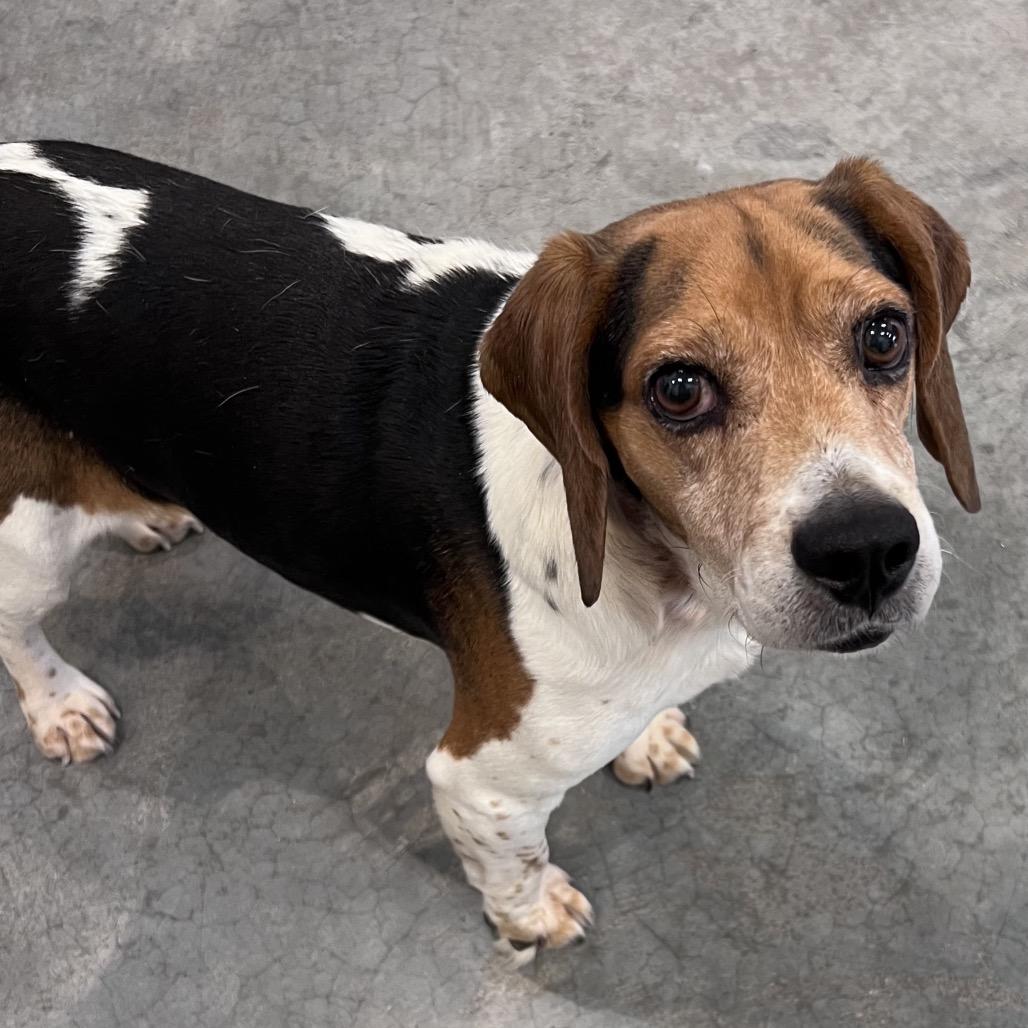 Enlarge Finkle (bonded with Einhorn), a Adoptable mixed breed in Chicago, IL image 5/6