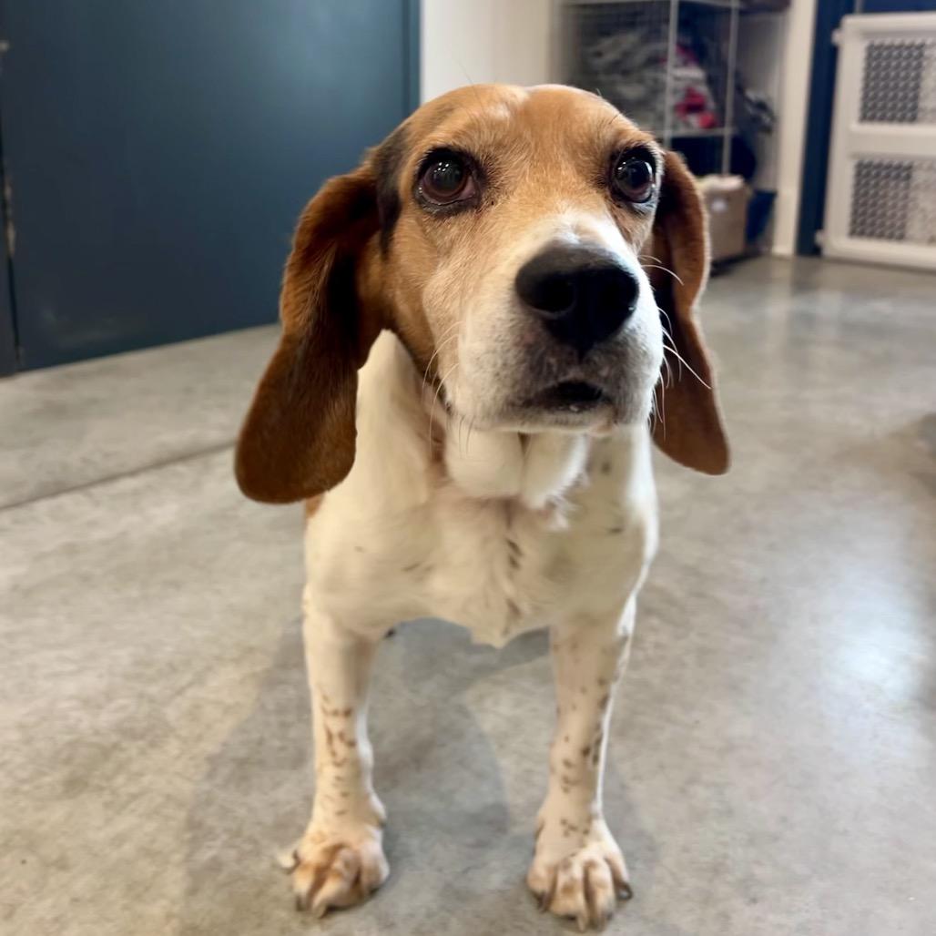 Enlarge Finkle (bonded with Einhorn), a Adoptable mixed breed in Chicago, IL image 6/6