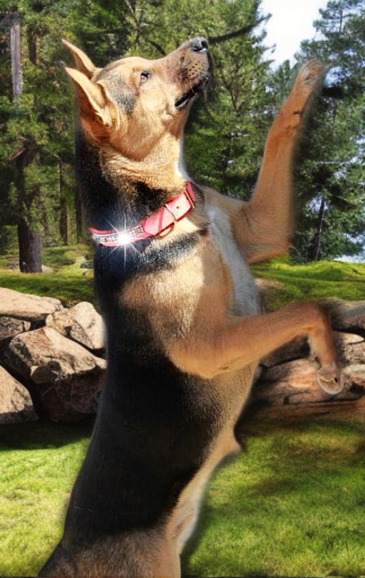 Enlarge Covy, a Adoptable Shepherd in Kingman, AZ image 1/3