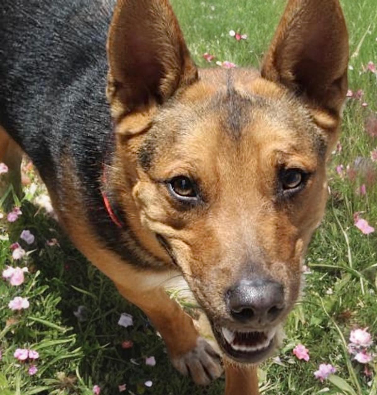 Enlarge Covy, a Adoptable Shepherd in Kingman, AZ image 2/3