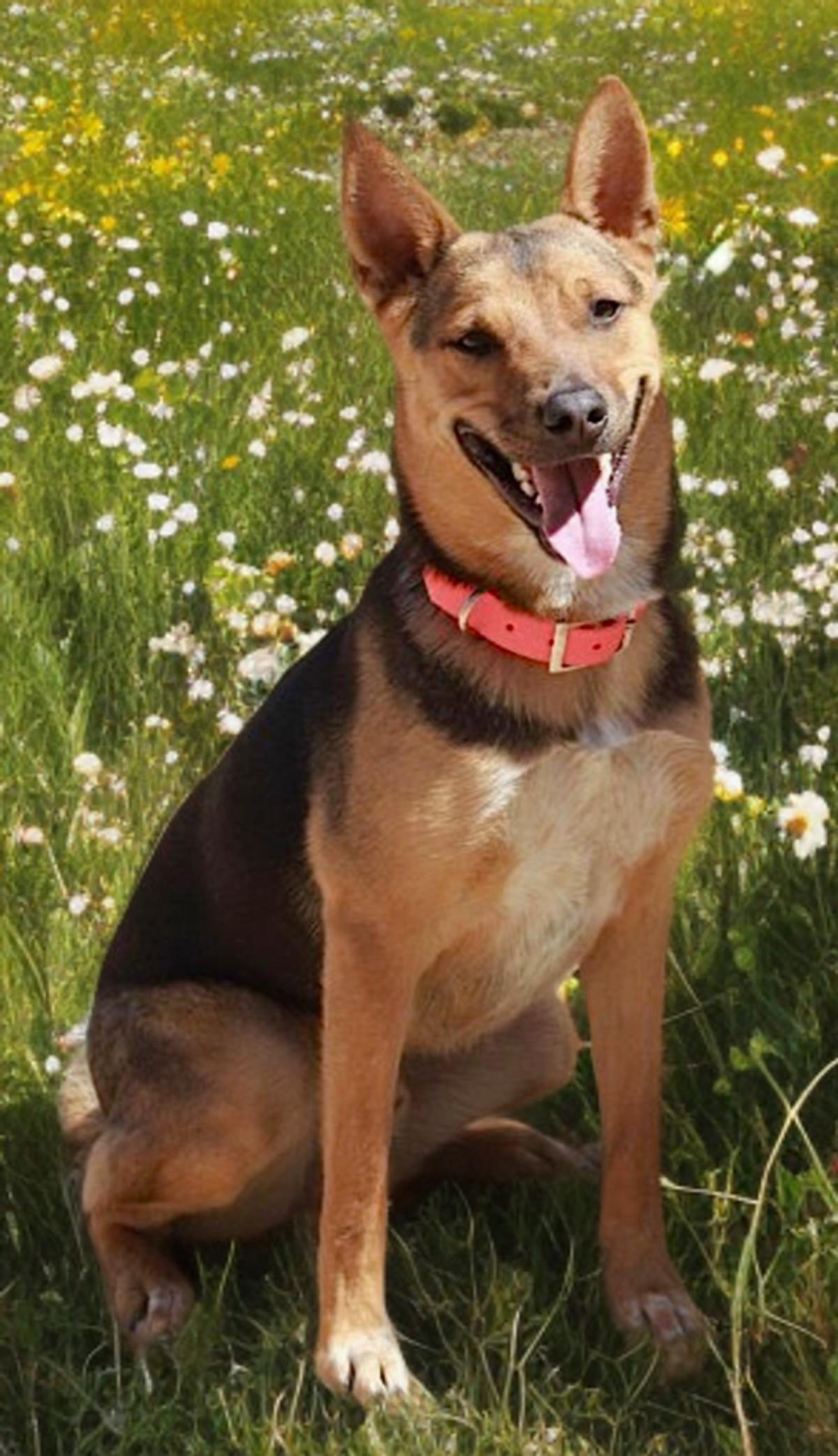 Enlarge Covy, a Adoptable Shepherd in Kingman, AZ image 3/3