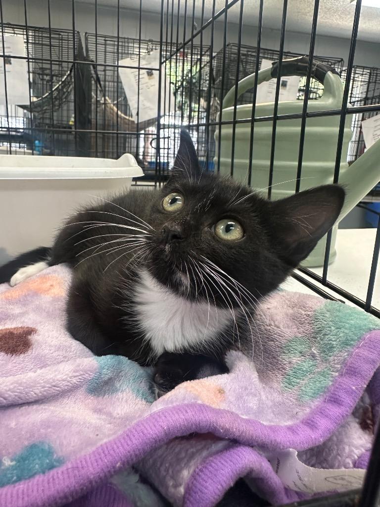 chestnut, Adopted, Kitten Female Domestic Short Hair.