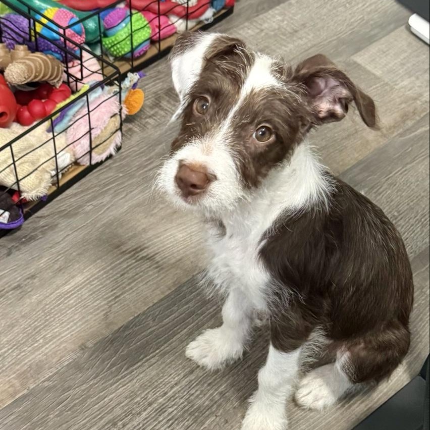 Gracie