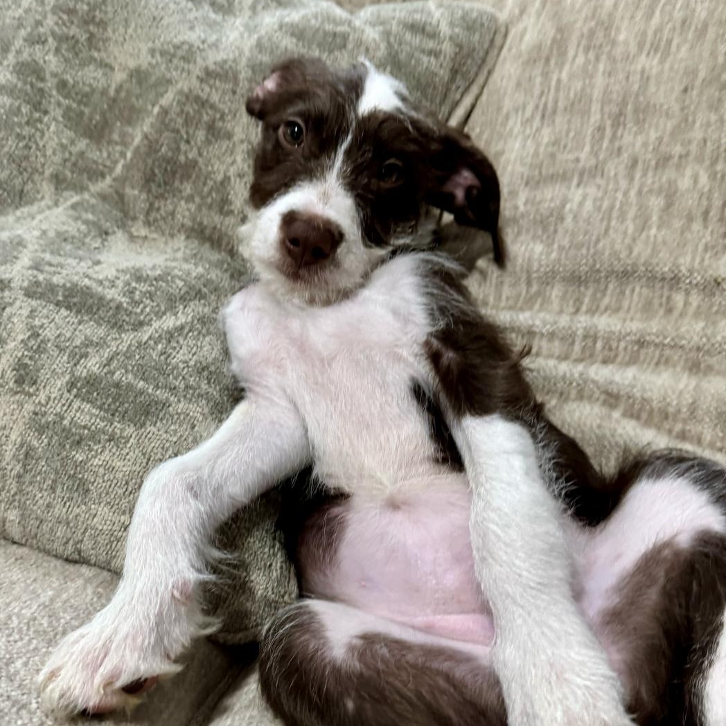 Gracie