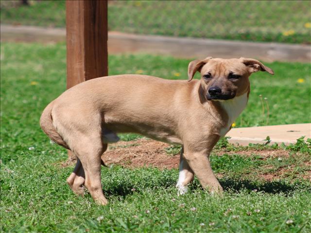 Enlarge TIMBER, a Adoptable mixed breed in Appling, GA image 1/1