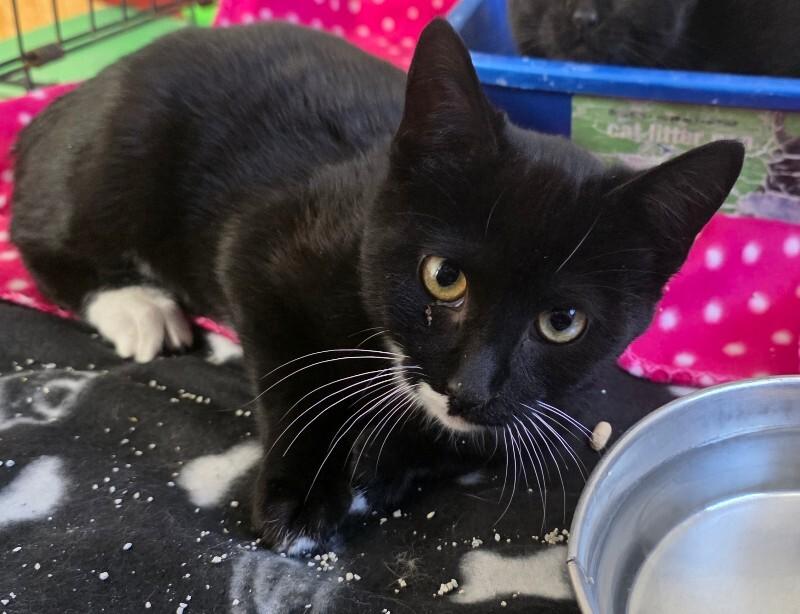 Pluto, Adoptable, Kitten Male Domestic Short Hair.