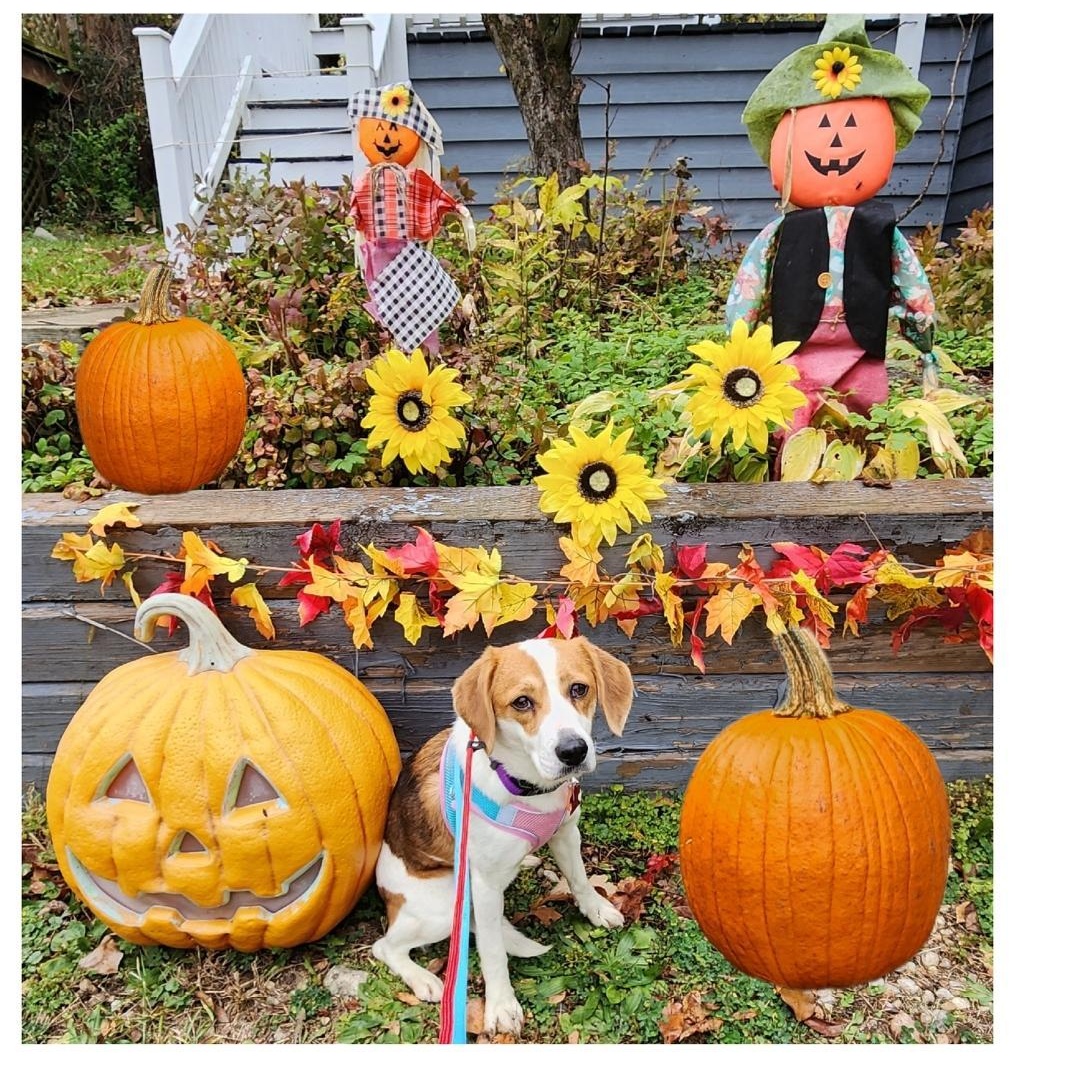 Enlarge Gemma, a Adoptable Beagle in Lake Geneva, WI image 4/6