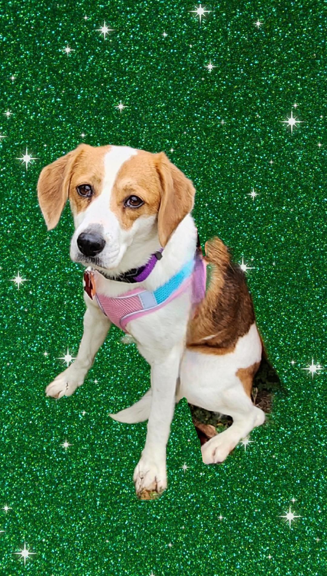 Enlarge Gemma, a Adoptable Beagle in Lake Geneva, WI image 6/6