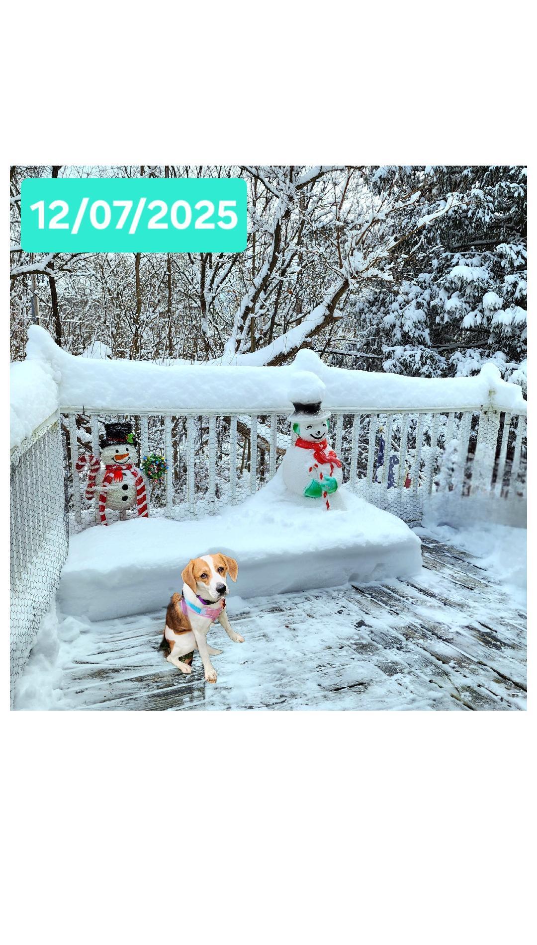 Enlarge Gemma, a Adoptable Beagle in Lake Geneva, WI image 3/6