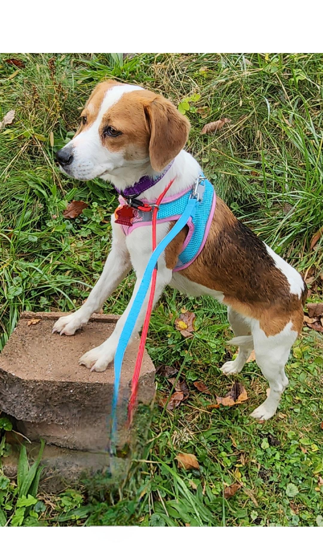 Enlarge Gemma, a Adoptable Beagle in Lake Geneva, WI image 2/6
