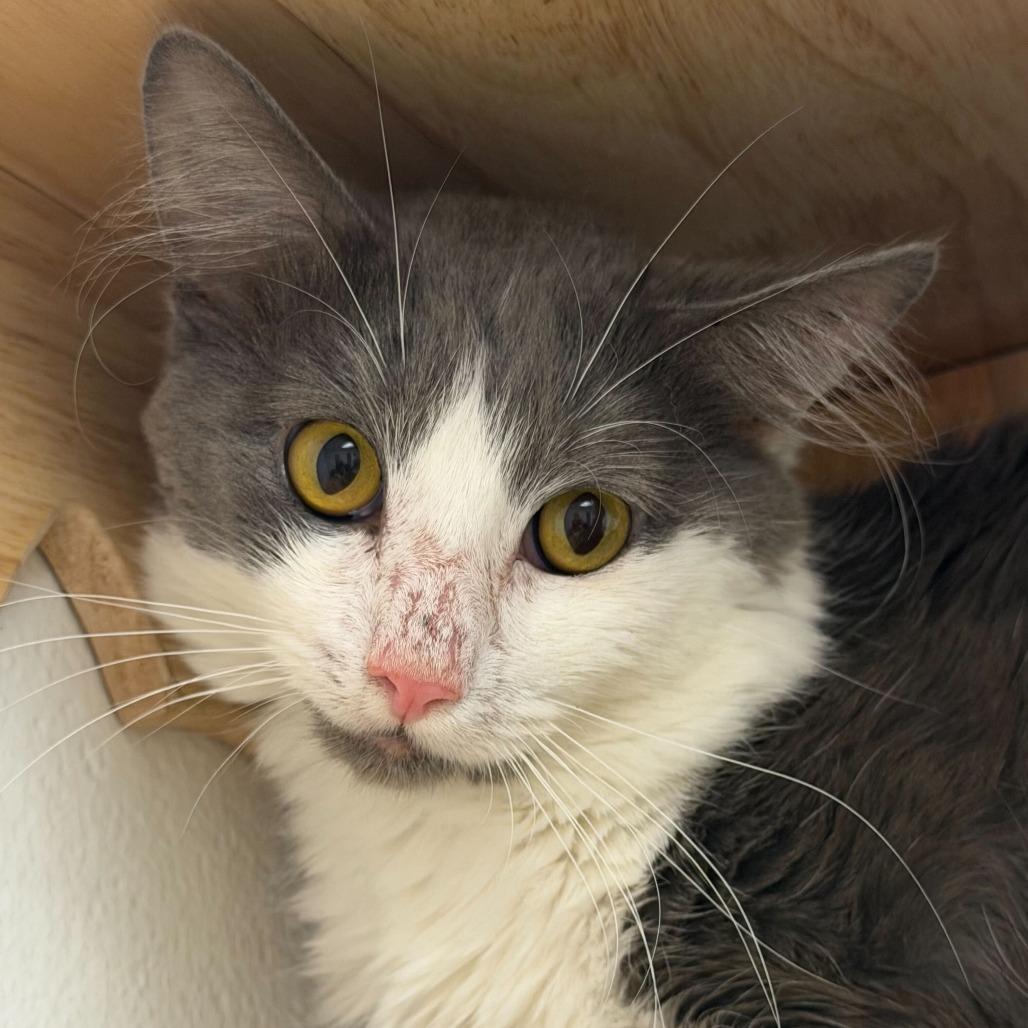 Scarab, Adoptable, Adult Male Domestic Medium Hair.