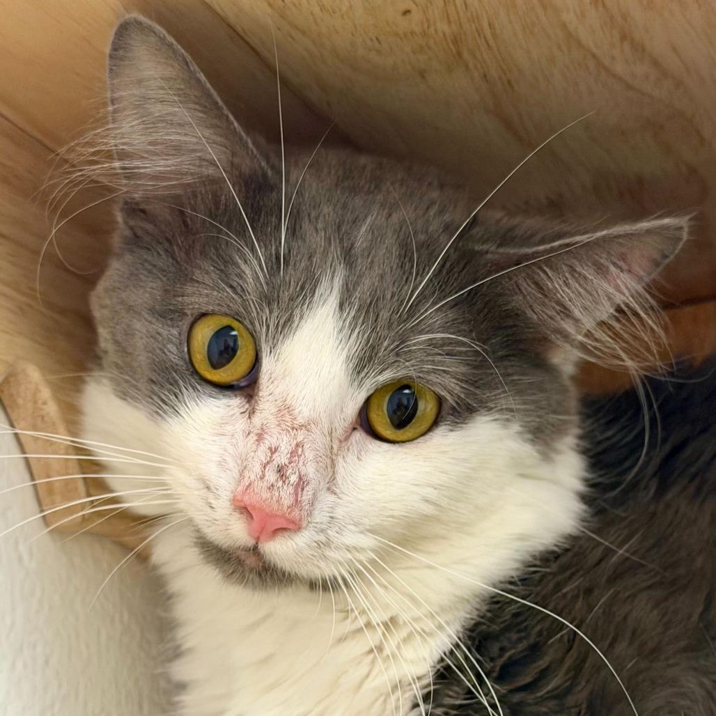Enlarge Scarab, a Adoptable Domestic Medium Hair in Dayton, OH image 2/6