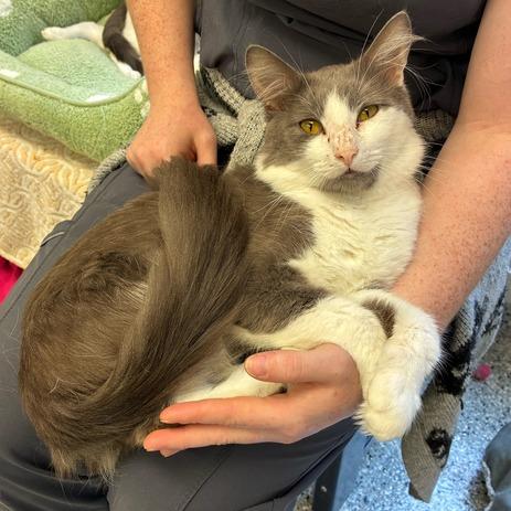 Enlarge Scarab, a Adoptable Domestic Medium Hair in Dayton, OH image 3/6