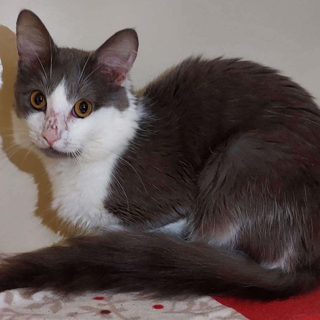 Enlarge Scarab, a Adoptable Domestic Medium Hair in Dayton, OH image 4/6