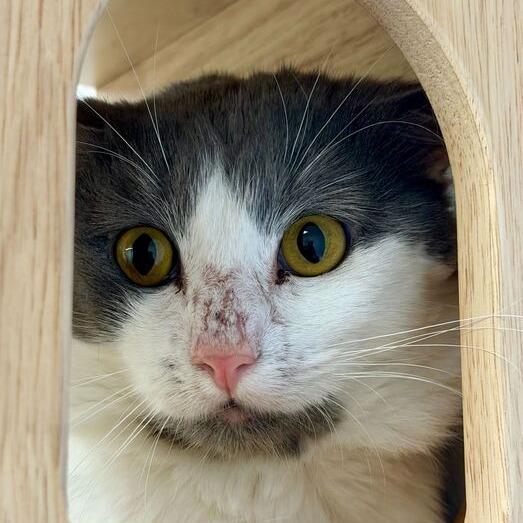 Enlarge Scarab, a Adoptable Domestic Medium Hair in Dayton, OH image 5/6