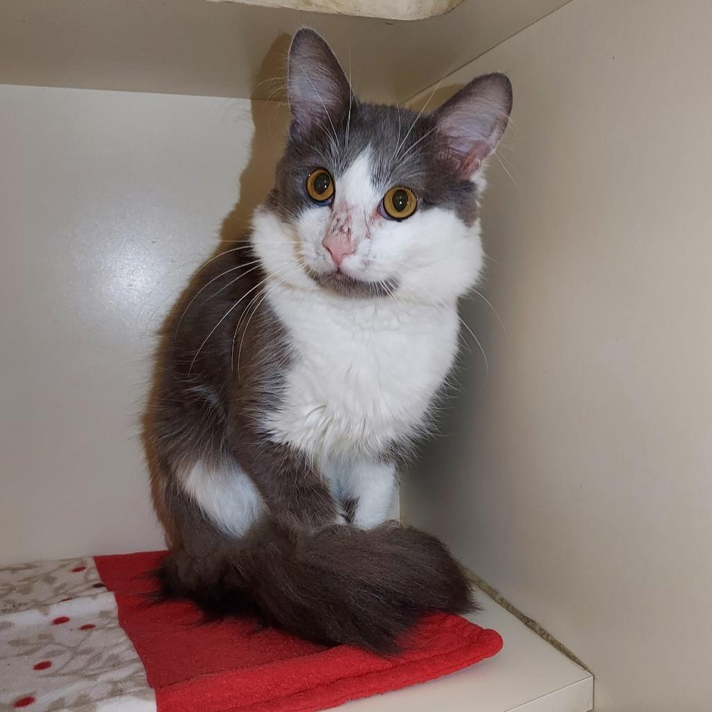 Enlarge Scarab, a Adoptable Domestic Medium Hair in Dayton, OH image 6/6