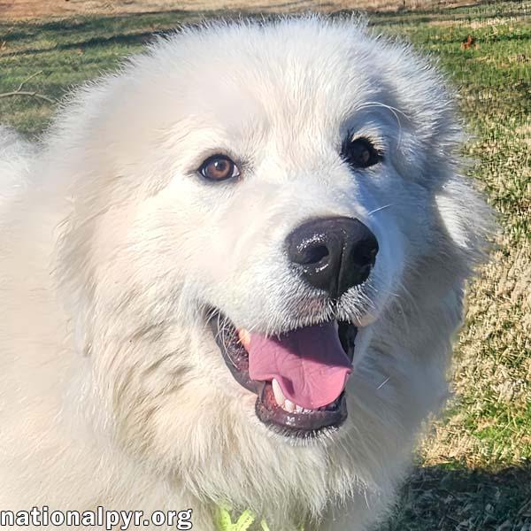 Jaland in KY - Is Full Of Play & Fun!, adopted, Young Female Great Pyrenees.