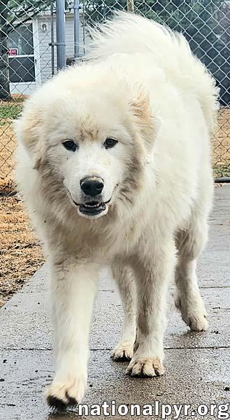 Enlarge Jaland in KY - Is Full Of Play & Fun!, an adopted Great Pyrenees in Lexington, KY image 3/4