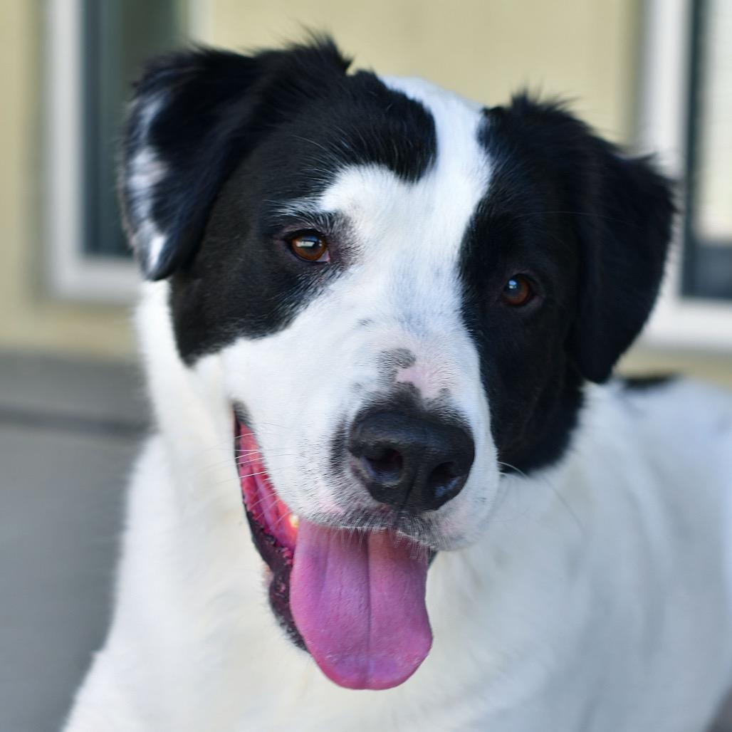 Chase, Adoptable, Adult Male Mixed Breed.