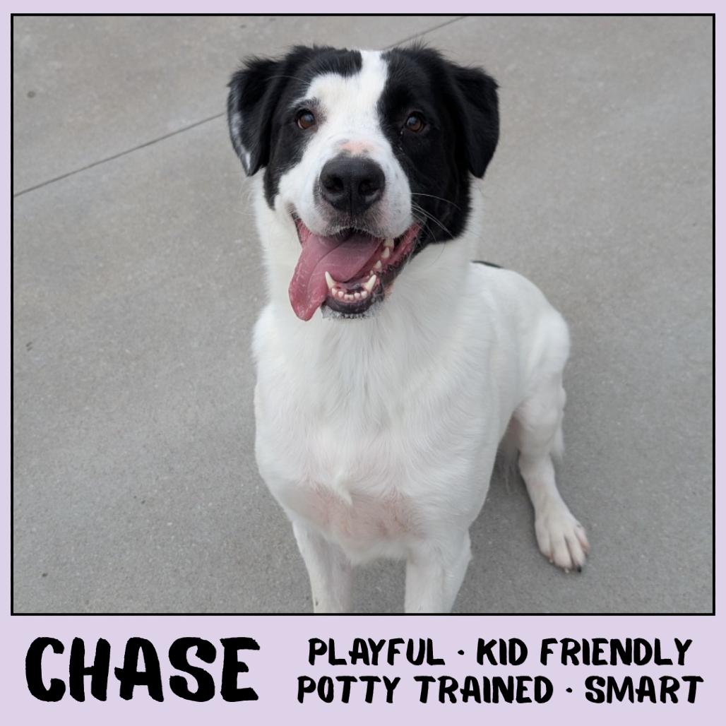 Chase, a Adoptable Mixed Breed in Ottawa, KS image 2/3