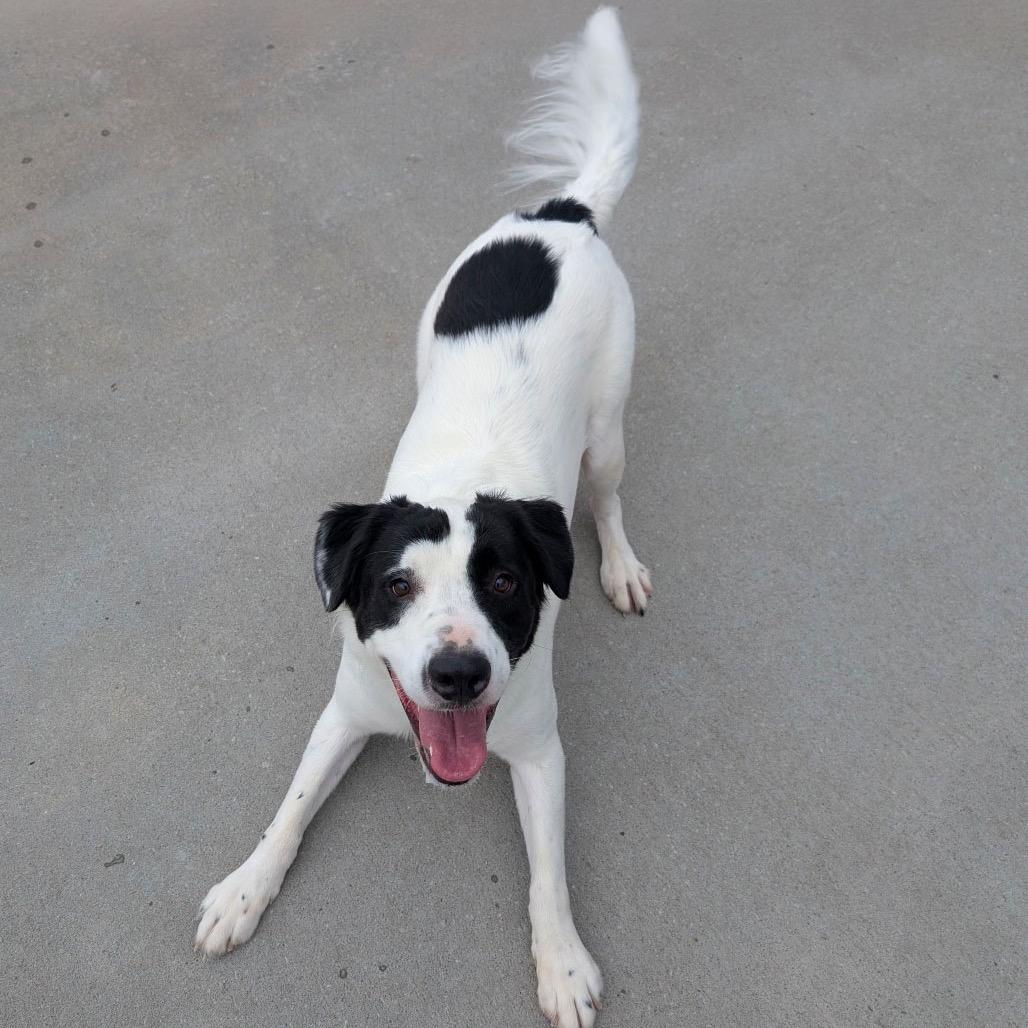 Chase, a Adoptable Mixed Breed in Ottawa, KS image 3/3