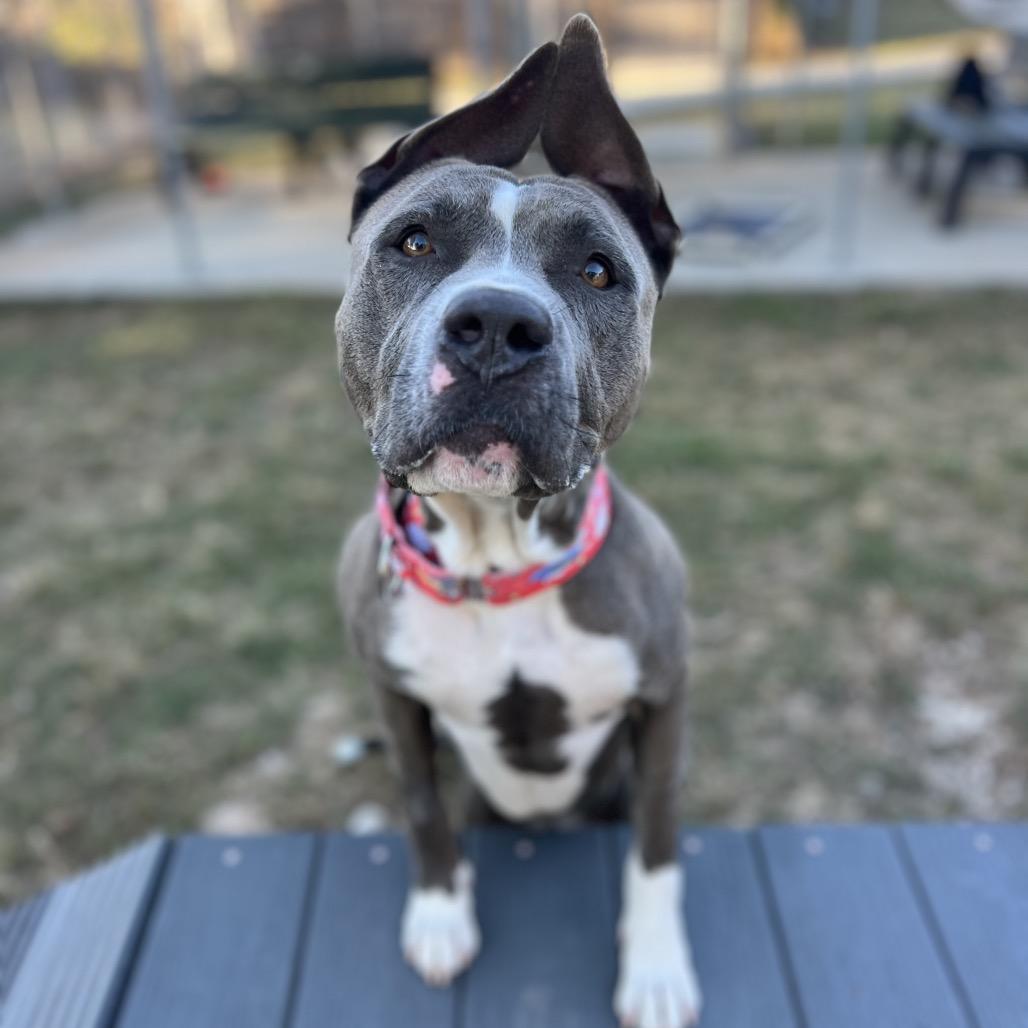 Hond, a Adoptable Pit Bull Terrier in Coralville, IA image 3/6