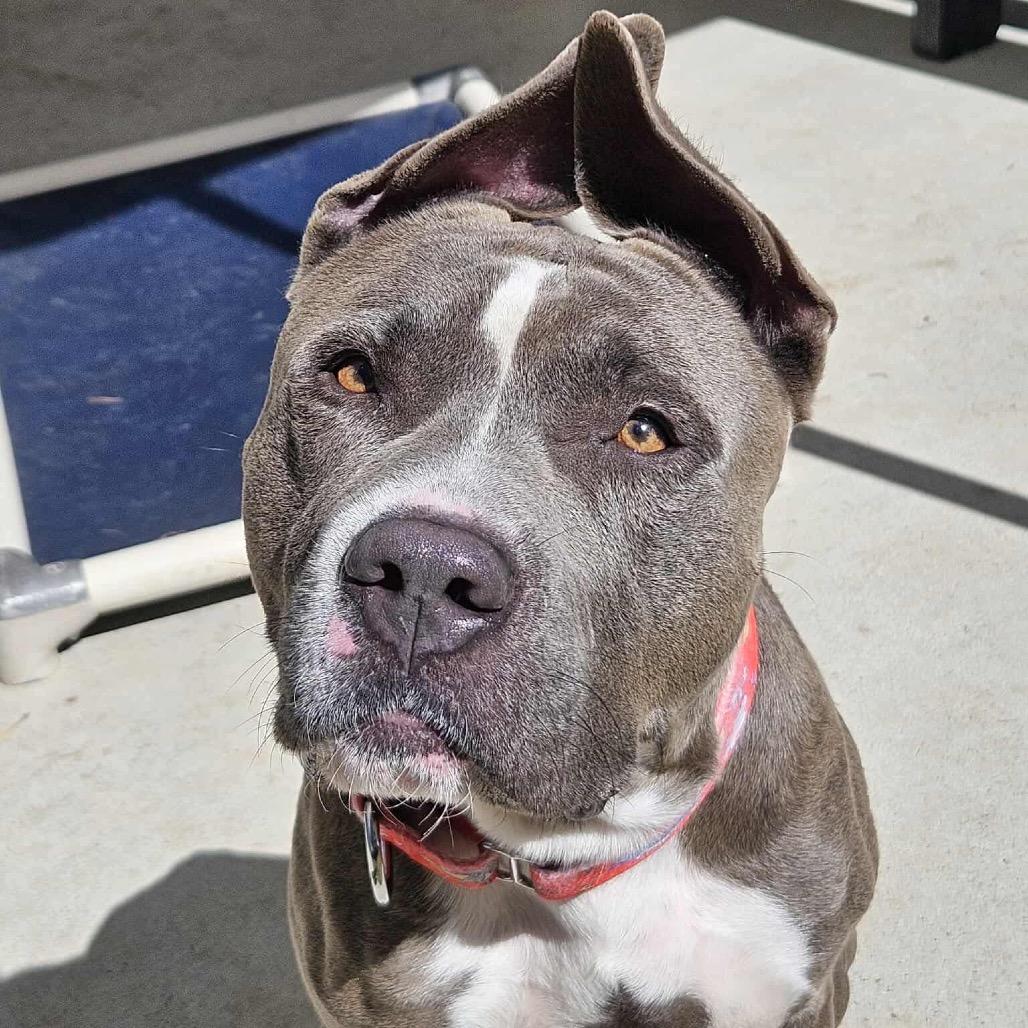 Hond, Adoptable, Adult Male Pit Bull Terrier.
