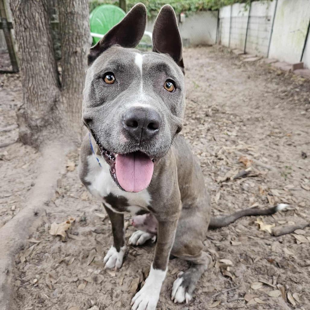 Hond, a Adoptable Pit Bull Terrier in Coralville, IA image 6/6