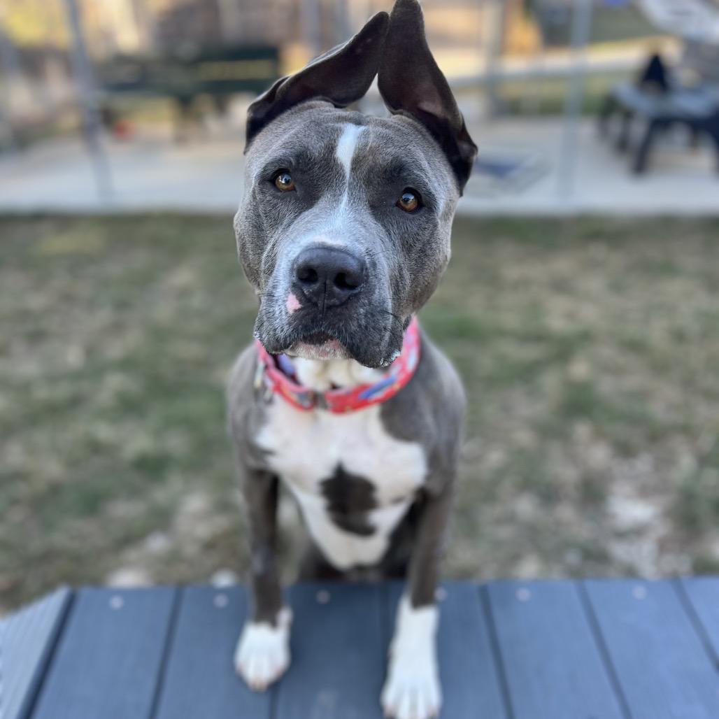 Hond, a Adoptable Pit Bull Terrier in Coralville, IA image 4/6