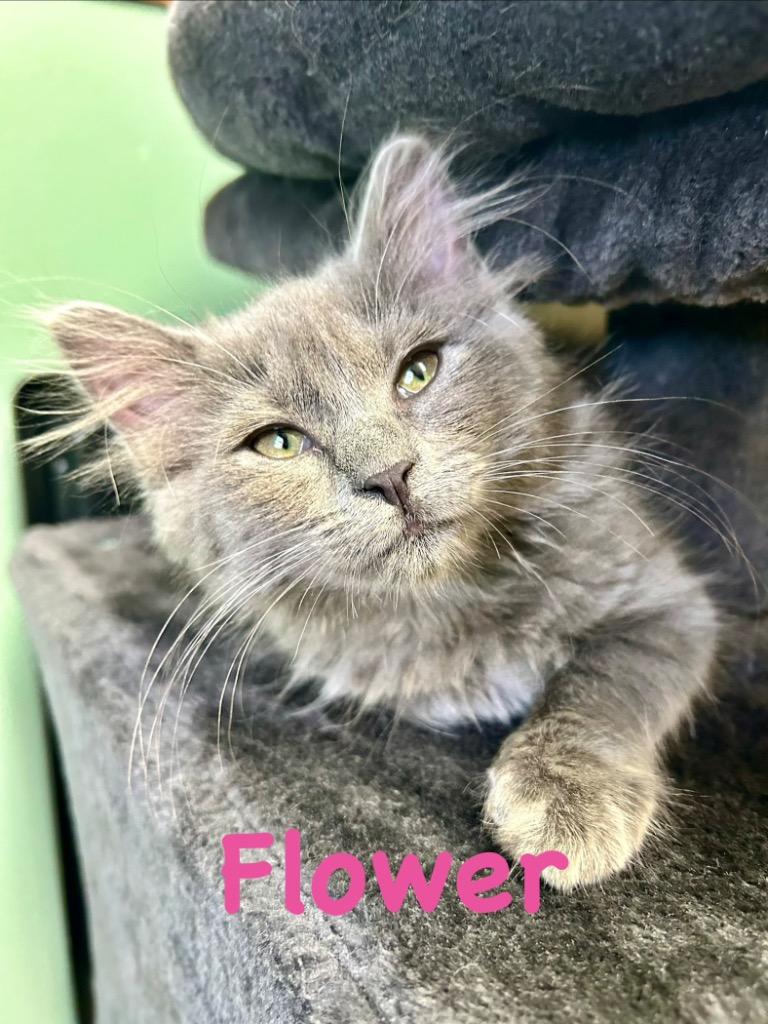 Enlarge Flower, a Adoptable mixed breed in West Union, OH image 1/1