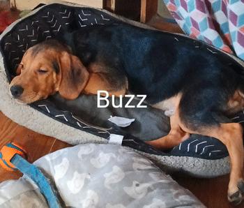 Buzz