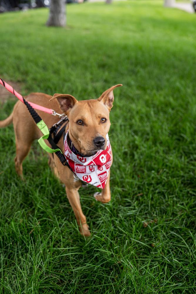 Buffy, Adoptable, Adult Female Mixed Breed.