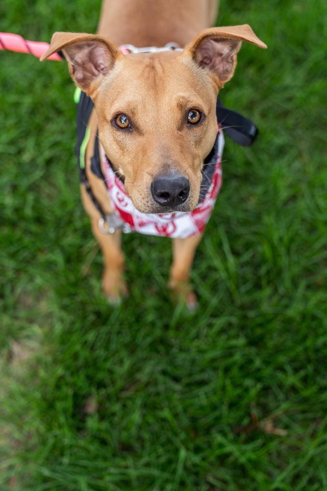 Enlarge Buffy, a Adoptable mixed breed in Colorado Springs, CO image 2/6