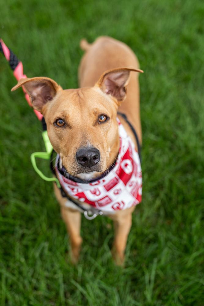 Enlarge Buffy, a Adoptable mixed breed in Colorado Springs, CO image 3/6