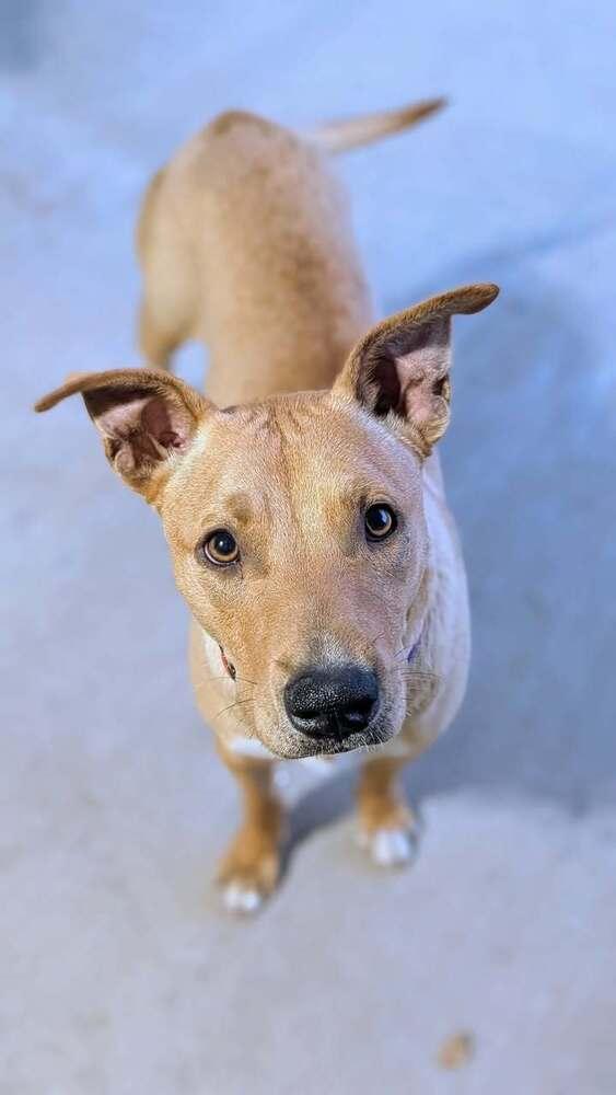 Enlarge Buffy, a Adoptable mixed breed in Colorado Springs, CO image 4/6